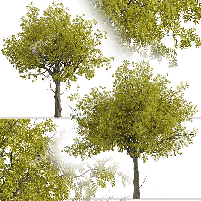 Arizona Ash Trees: Lush and Lifelike Pair! 3D model image 2
