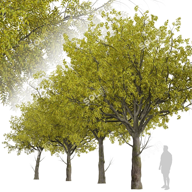 Arizona Ash Trees: Lush and Lifelike Pair! 3D model image 4