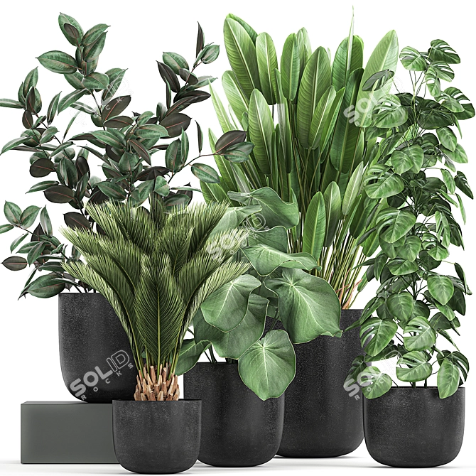 Exotic Plant Collection: Indoor & Outdoor Varieties 3D model image 1