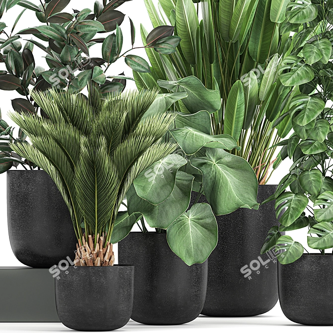 Exotic Plant Collection: Indoor & Outdoor Varieties 3D model image 2