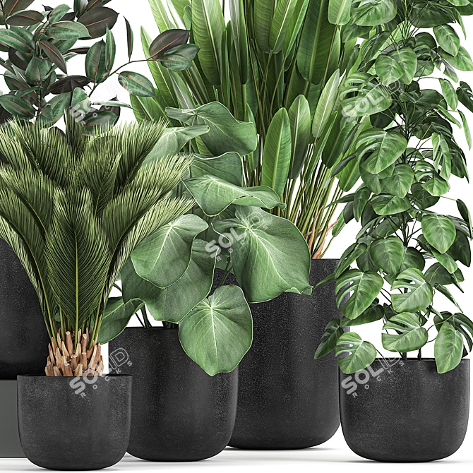 Exotic Plant Collection: Indoor & Outdoor Varieties 3D model image 3