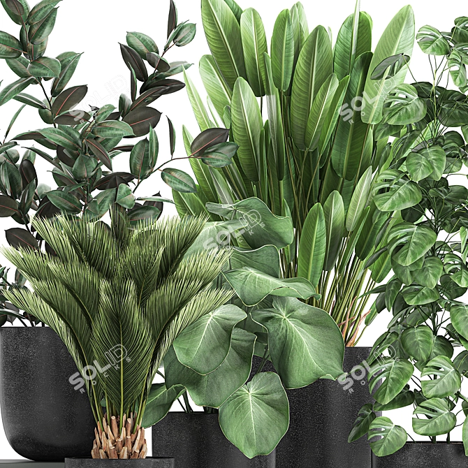 Exotic Plant Collection: Indoor & Outdoor Varieties 3D model image 4