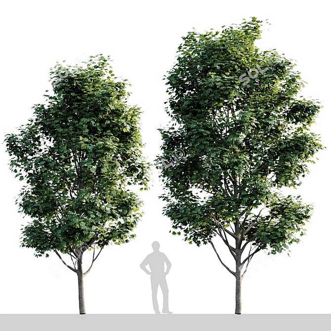 Tall Maple Tree: 7.8m-7m 3D model image 1