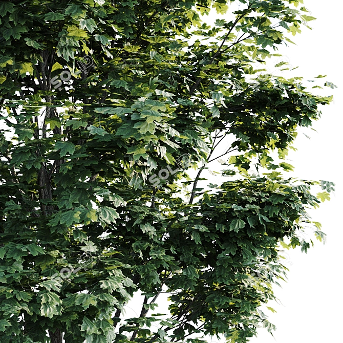 Tall Maple Tree: 7.8m-7m 3D model image 2
