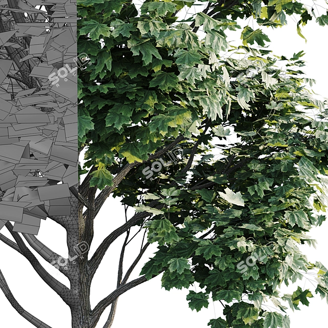 Tall Maple Tree: 7.8m-7m 3D model image 3