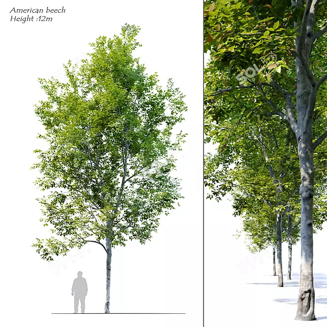 American Beech Tree: Height 12m 3D model image 1