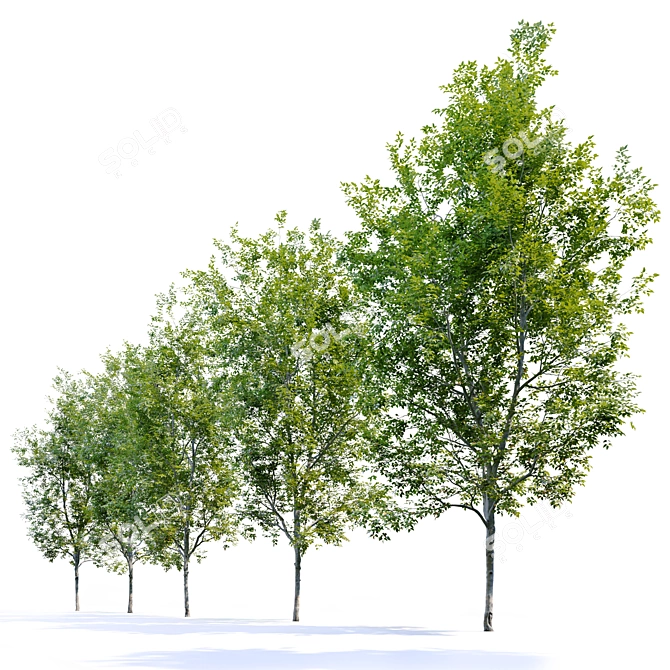 American Beech Tree: Height 12m 3D model image 3