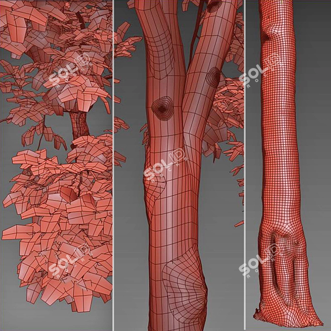 American Beech Tree: Height 12m 3D model image 4