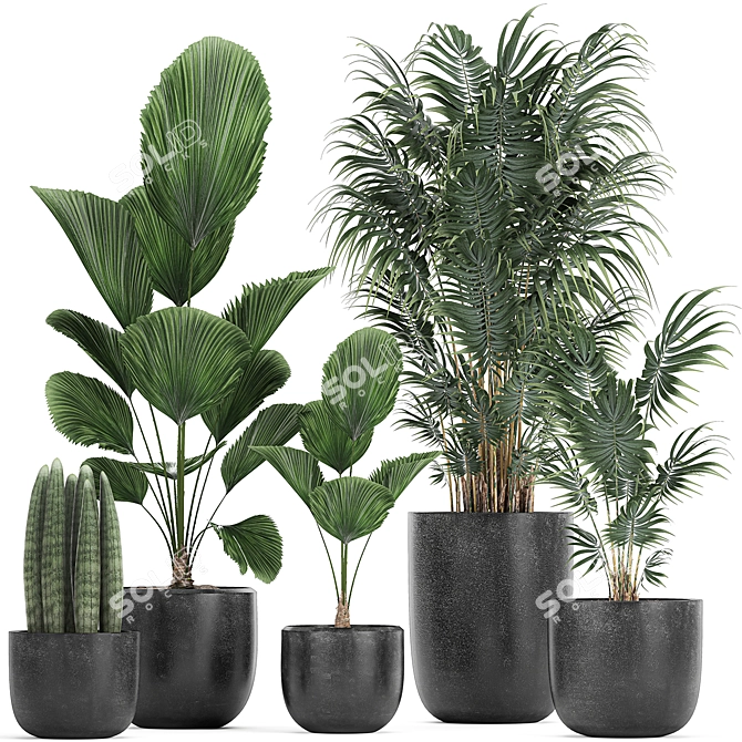 Exotic Plant Collection in Black Pots 3D model image 1