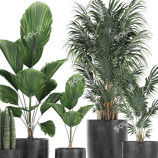 Exotic Plant Collection in Black Pots 3D model image 4