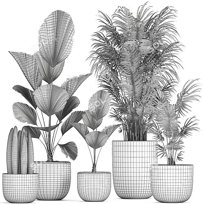 Exotic Plant Collection in Black Pots 3D model image 5