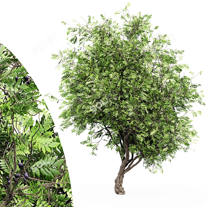 Exquisite African Olive Tree: Stunningly Detailed & Versatile 3D model image 1