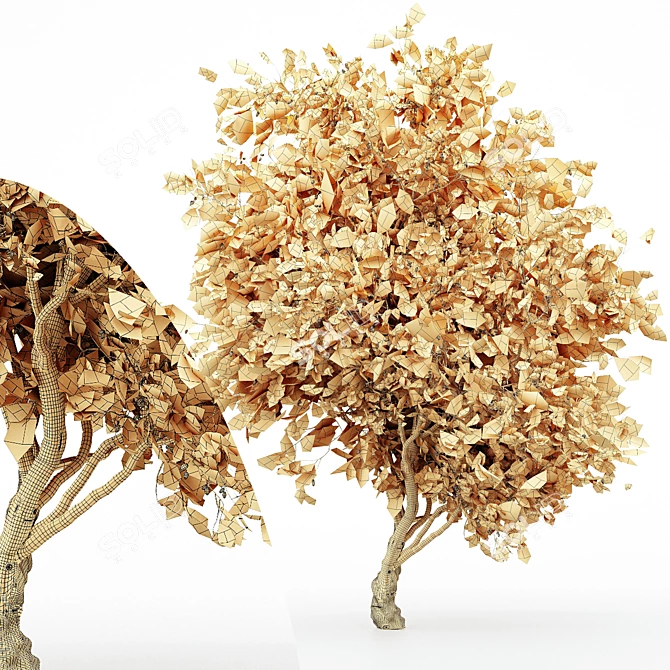 Exquisite African Olive Tree: Stunningly Detailed & Versatile 3D model image 5