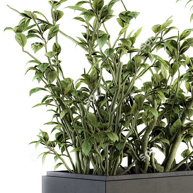 138 Piece Indoor Ficus Plants Set 3D model image 3