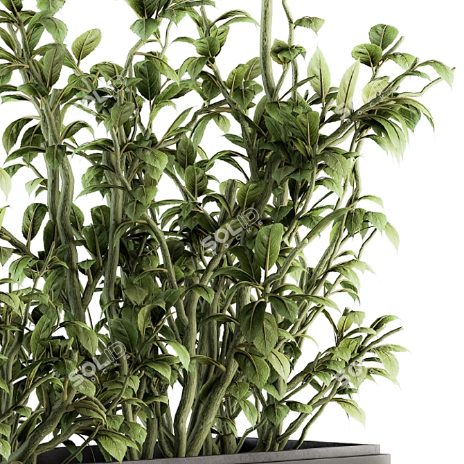 138 Piece Indoor Ficus Plants Set 3D model image 4