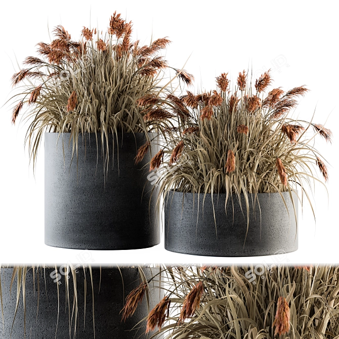  Vibrant Indian Grass Indoor Plant Set 3D model image 1