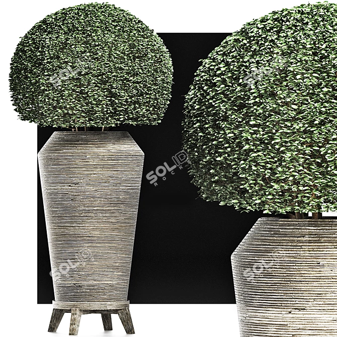 Exotic Houseplant Collection 3D model image 4