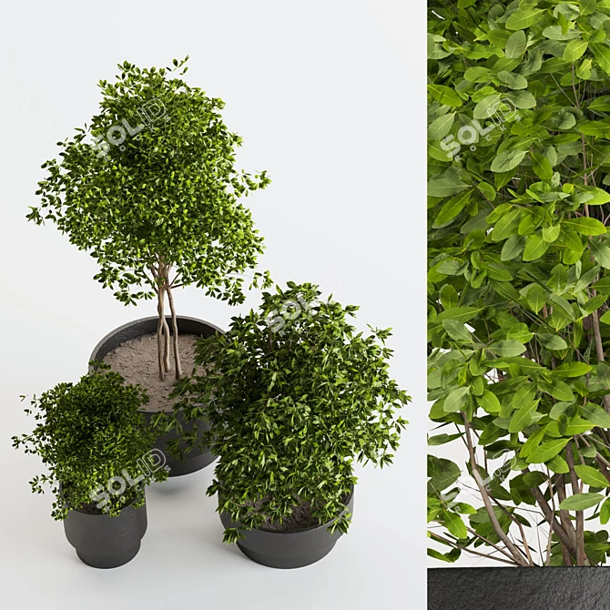 Modern Indoor Plant: 3D Model with 3Dmax & Vray 3D model image 3