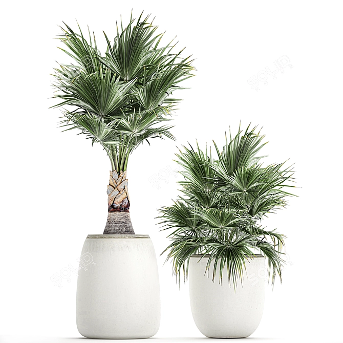 Exotic Palm Collection 3D model image 1