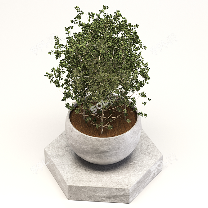 Versatile Plant Collection: Ideal for Indoor and Outdoor Use 3D model image 2