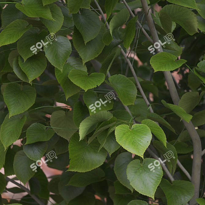 American Linden Trees Set 3D model image 3