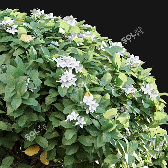 Crape Jasmine - 3D Models and Textures 3D model image 2