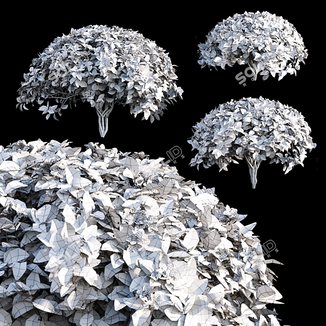 Crape Jasmine - 3D Models and Textures 3D model image 3