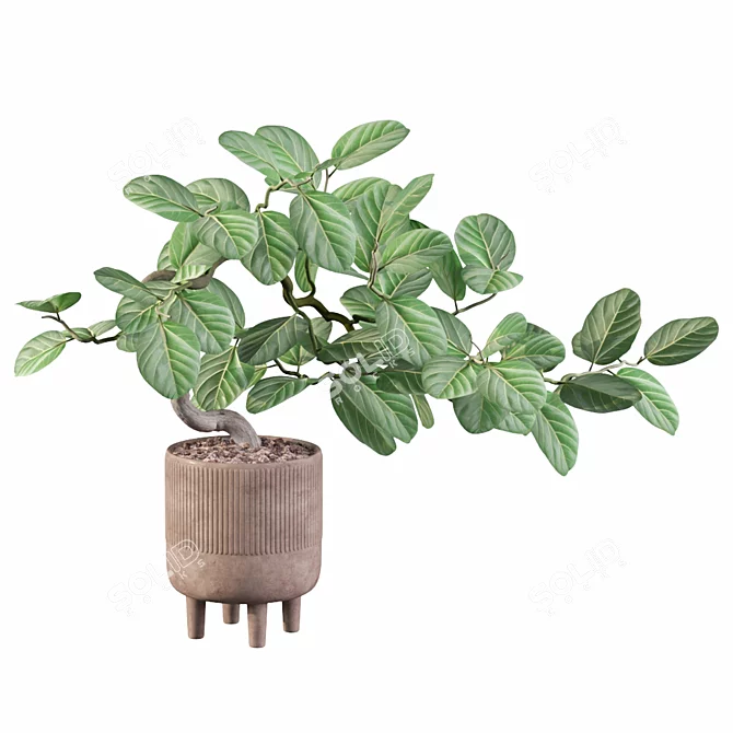 Benjamin Ficus: Stunning Plants Collection 3D model image 3