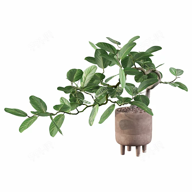 Benjamin Ficus: Stunning Plants Collection 3D model image 5