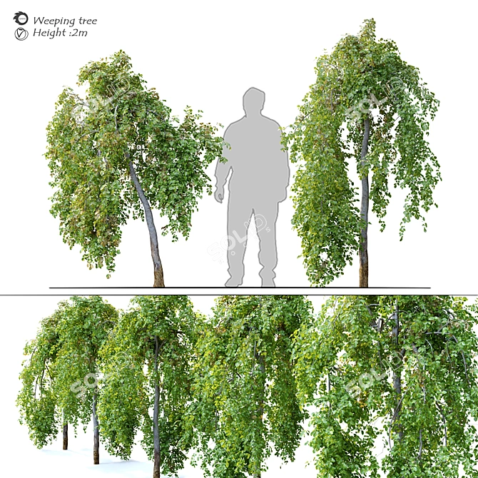 Pair of Petite Weeping Trees 3D model image 1