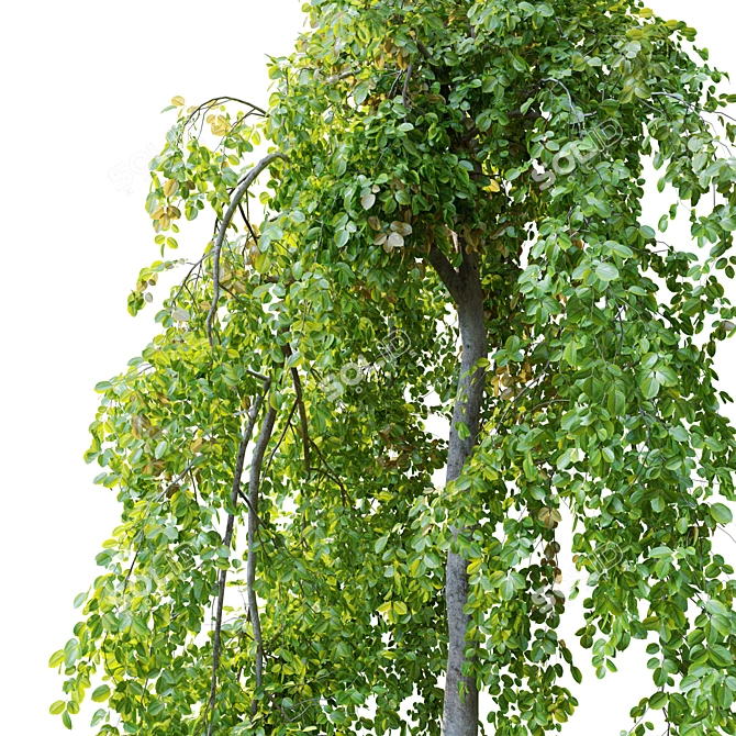 Pair of Petite Weeping Trees 3D model image 2