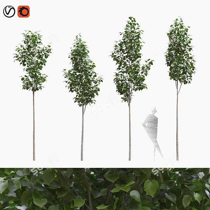 American Linden Tree Set (4-Pack) 3D model image 1