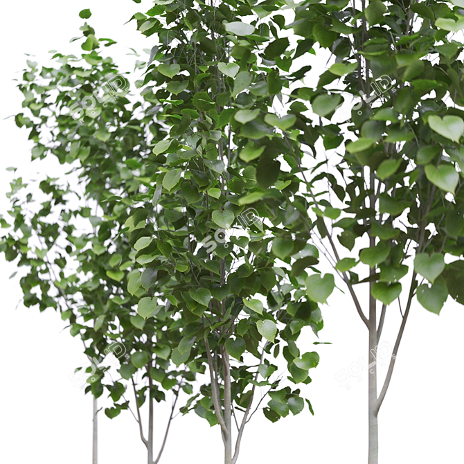 American Linden Tree Set (4-Pack) 3D model image 2