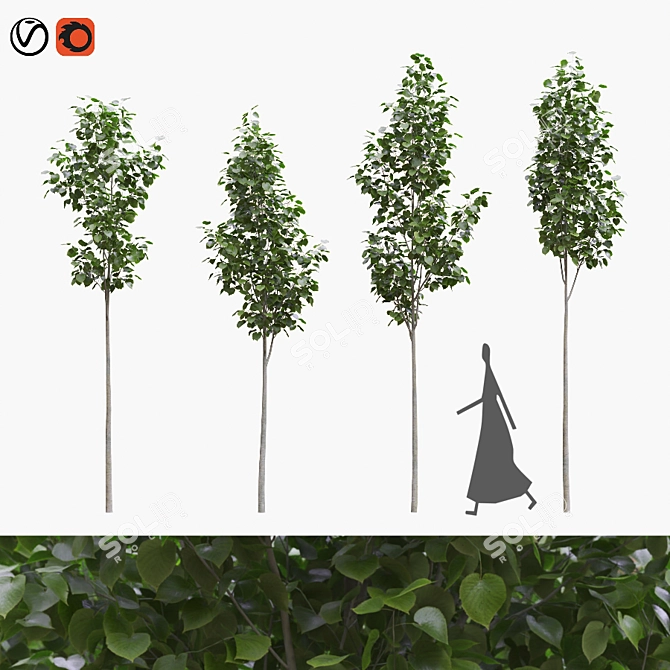 American Linden Tree Set (4-Pack) 3D model image 5