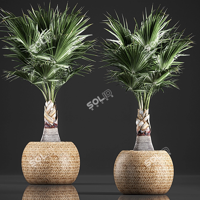 Exotic Palm Plant Collection in Rattan Basket 3D model image 1