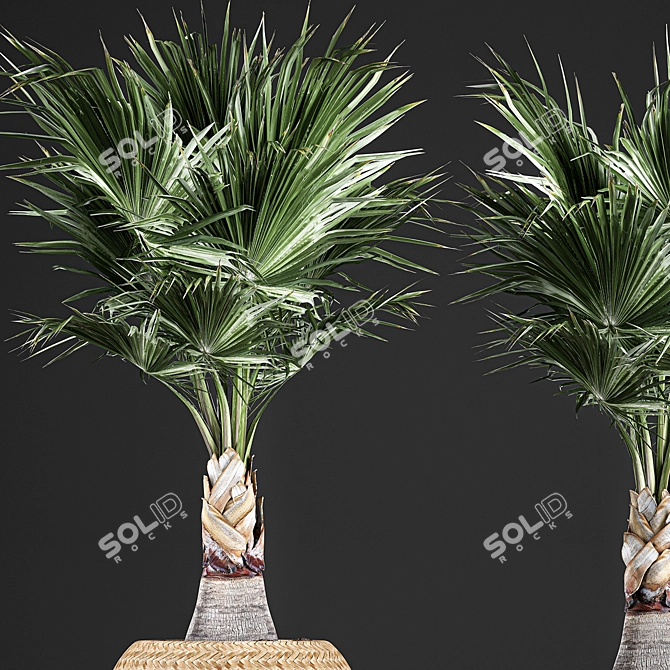 Exotic Palm Plant Collection in Rattan Basket 3D model image 2
