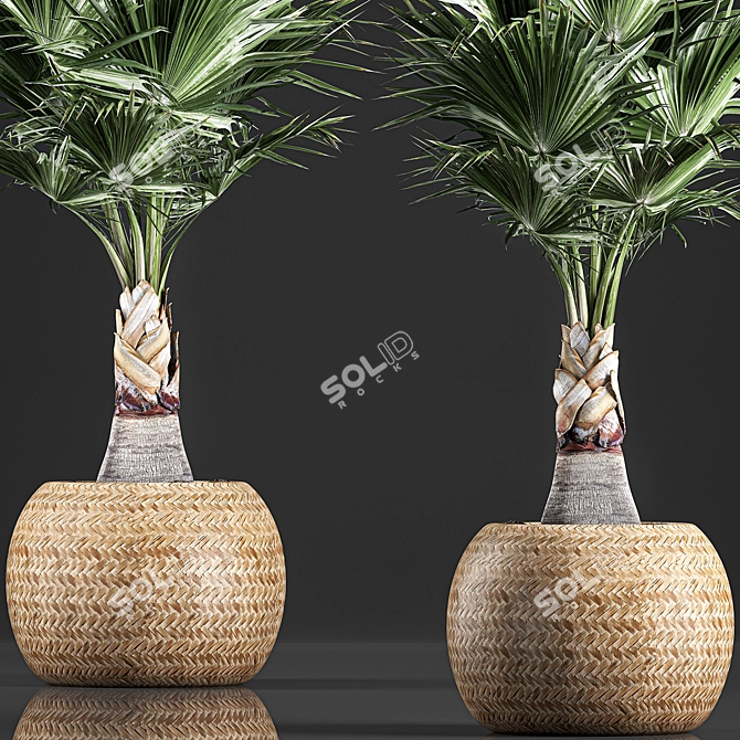 Exotic Palm Plant Collection in Rattan Basket 3D model image 3