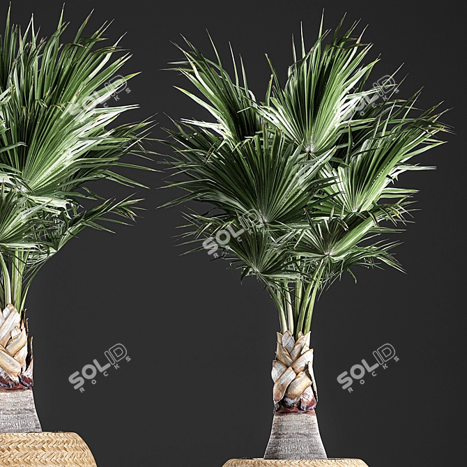 Exotic Palm Plant Collection in Rattan Basket 3D model image 4