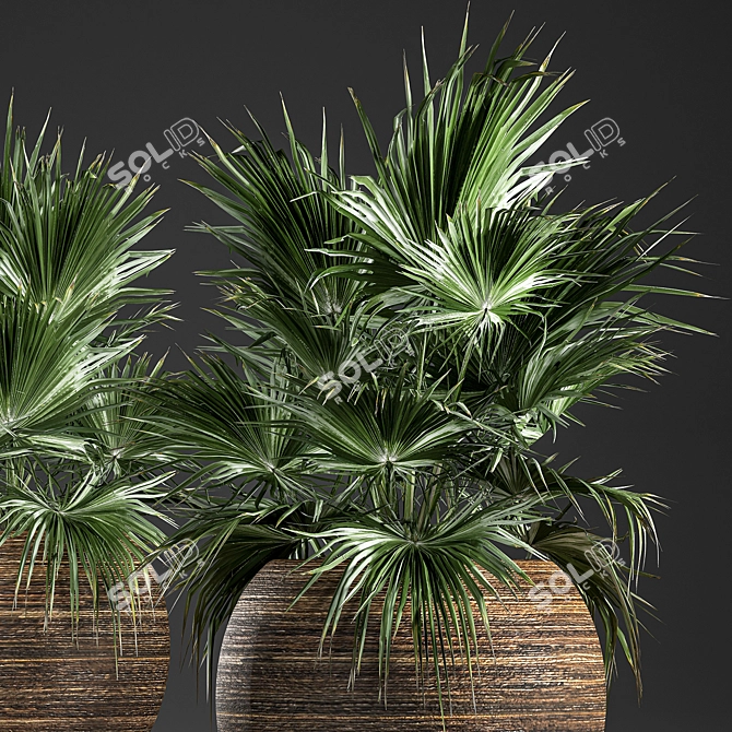 Exotic Palm Collection in Rattan Basket 3D model image 4