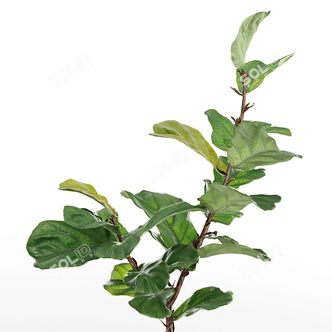 Lush Fiddle-Leaf Fig Tree 3D Model 3D model image 2