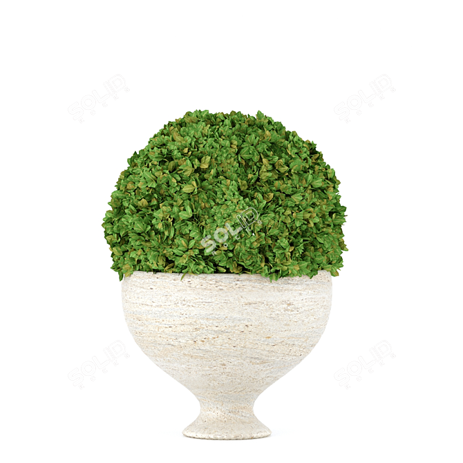  Elegant Boxwood Set: Perfect for 3D Rendering 3D model image 5