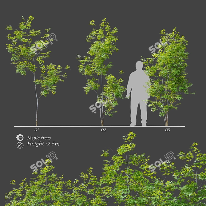 Three Young Maple Trees - 2.5m Height 3D model image 1