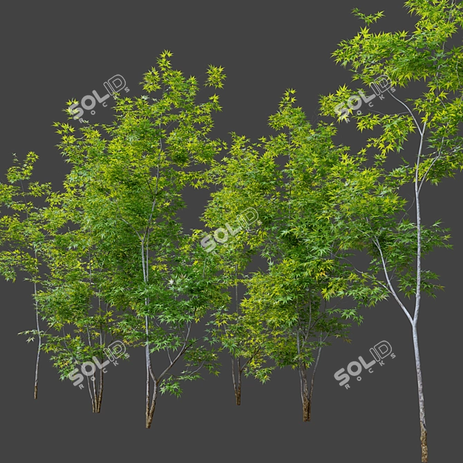 Three Young Maple Trees - 2.5m Height 3D model image 2