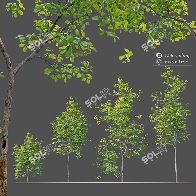 Mighty Oak Saplings Bundle 3D model image 1
