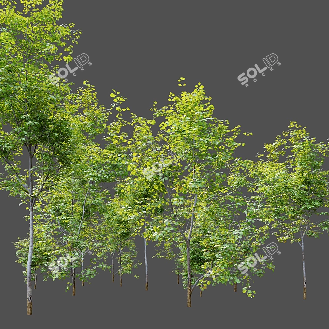 Mighty Oak Saplings Bundle 3D model image 3