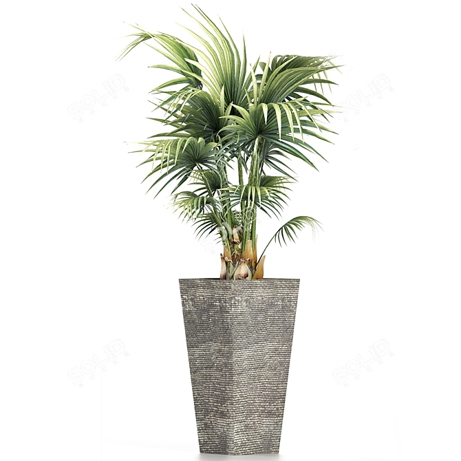 Tropical Plant Collection 190 3D model image 2