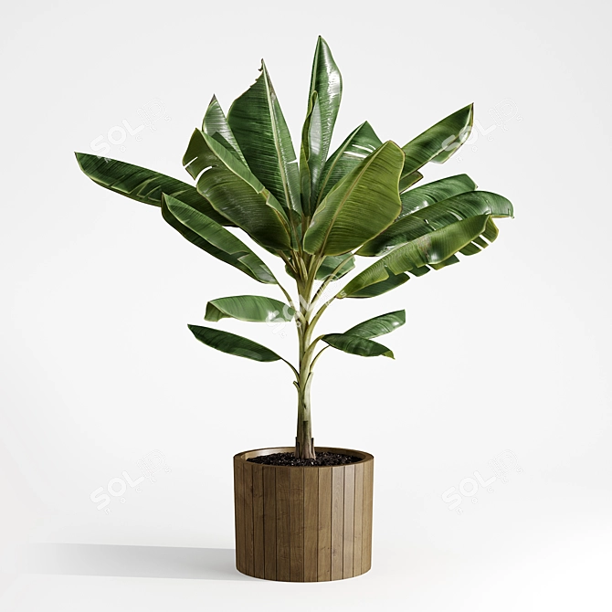 Tropical Joy: Banana Palm in Pot 3D model image 1