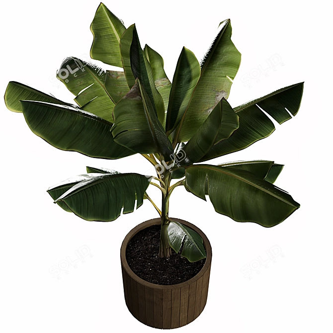 Tropical Joy: Banana Palm in Pot 3D model image 2