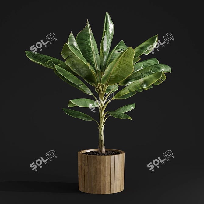 Tropical Joy: Banana Palm in Pot 3D model image 4