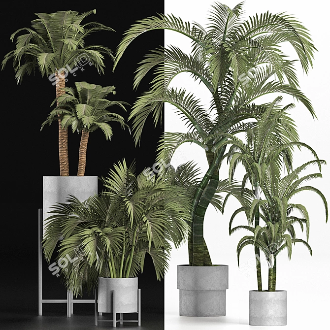 Tropical Palms Collection 3D model image 2